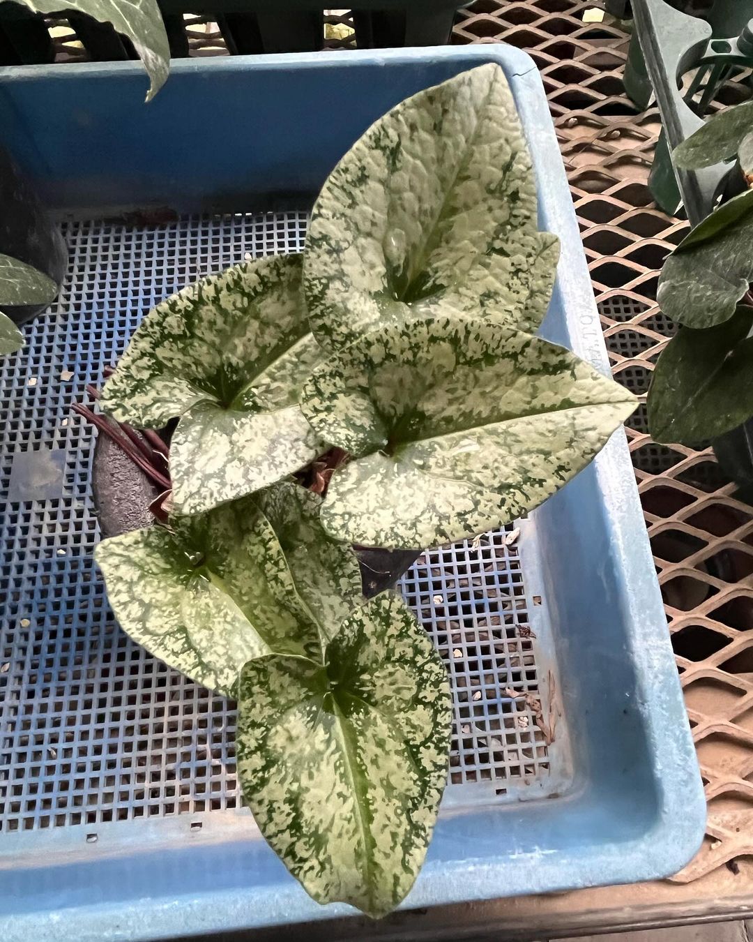 コウヤカンアオイの模様葉