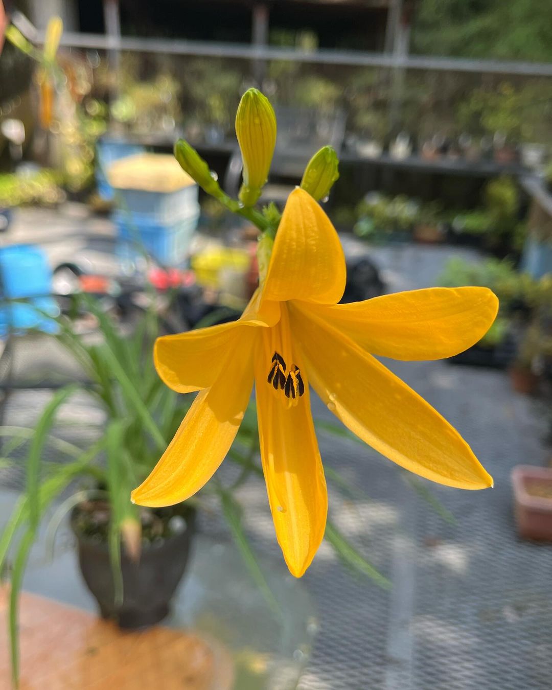 ニッコウキスゲの斑入り