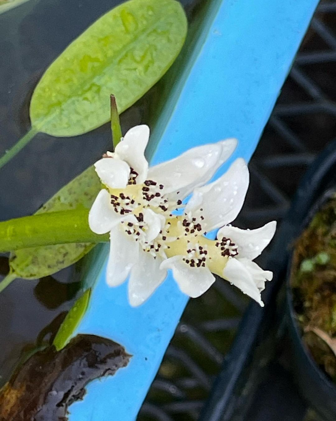 南アフリカ希望峰のヒルムシロ