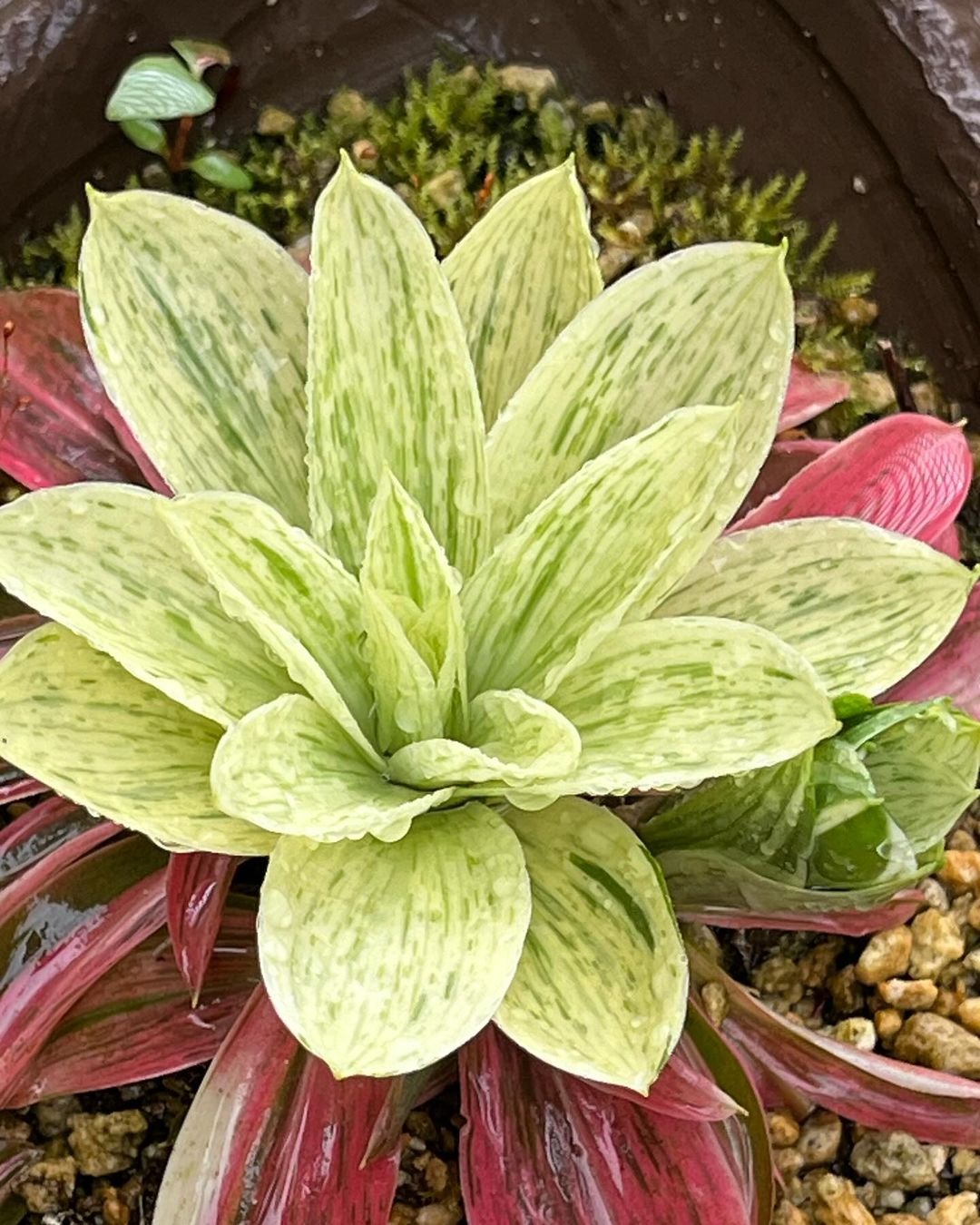 ショウジョウバカマ『秋紅の輝』の最上柄