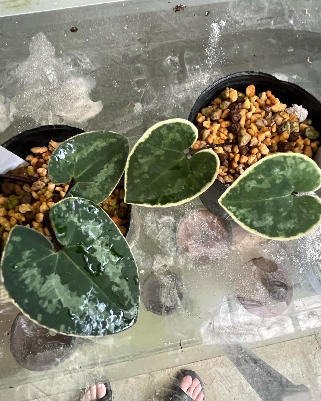 オトメアオイの糸恥美（いとちび）