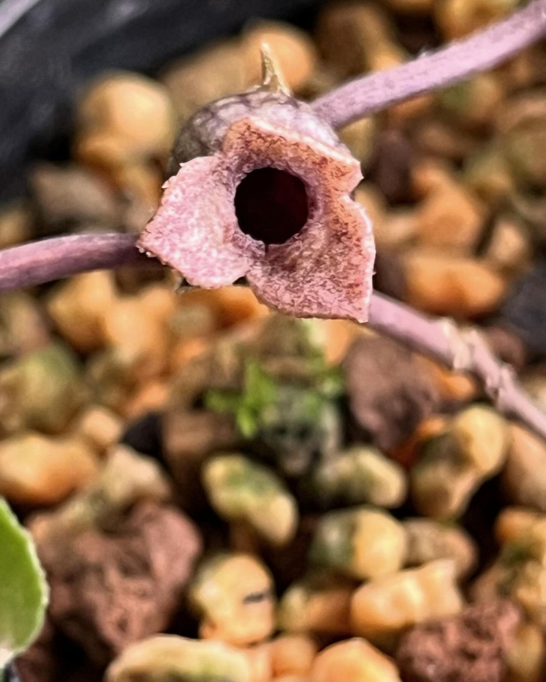 三重県クチスボ谷で採取されたカンアオイ