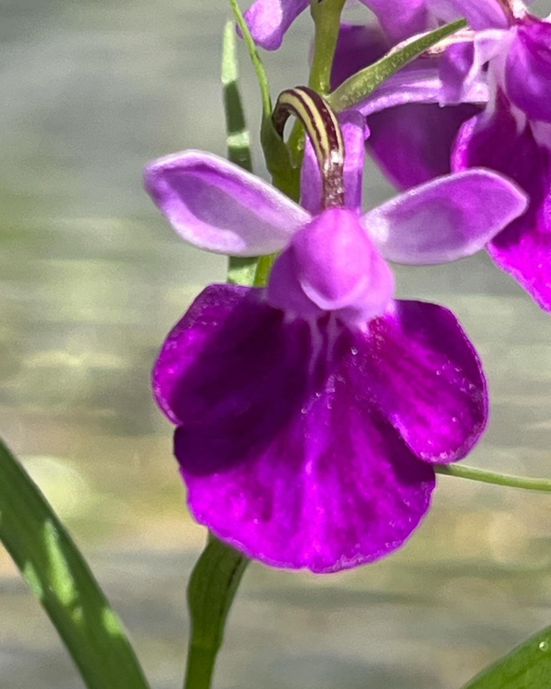 ウチョウラン『黒揚羽』