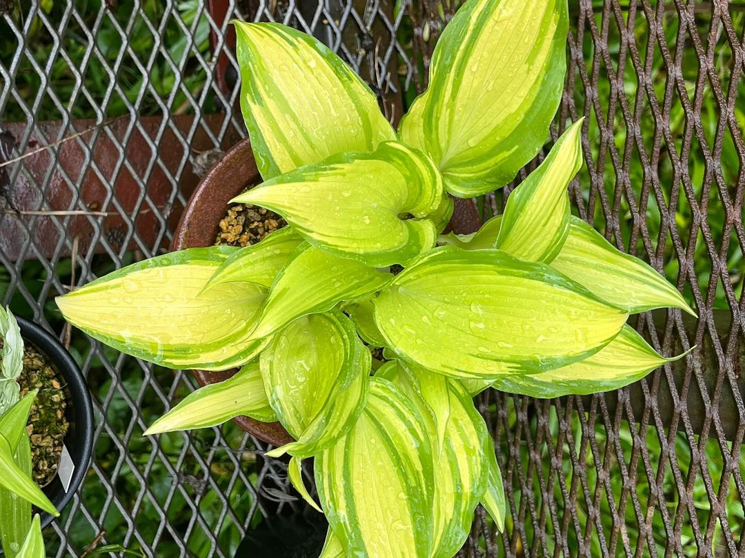 オオバギボウシの春光錦