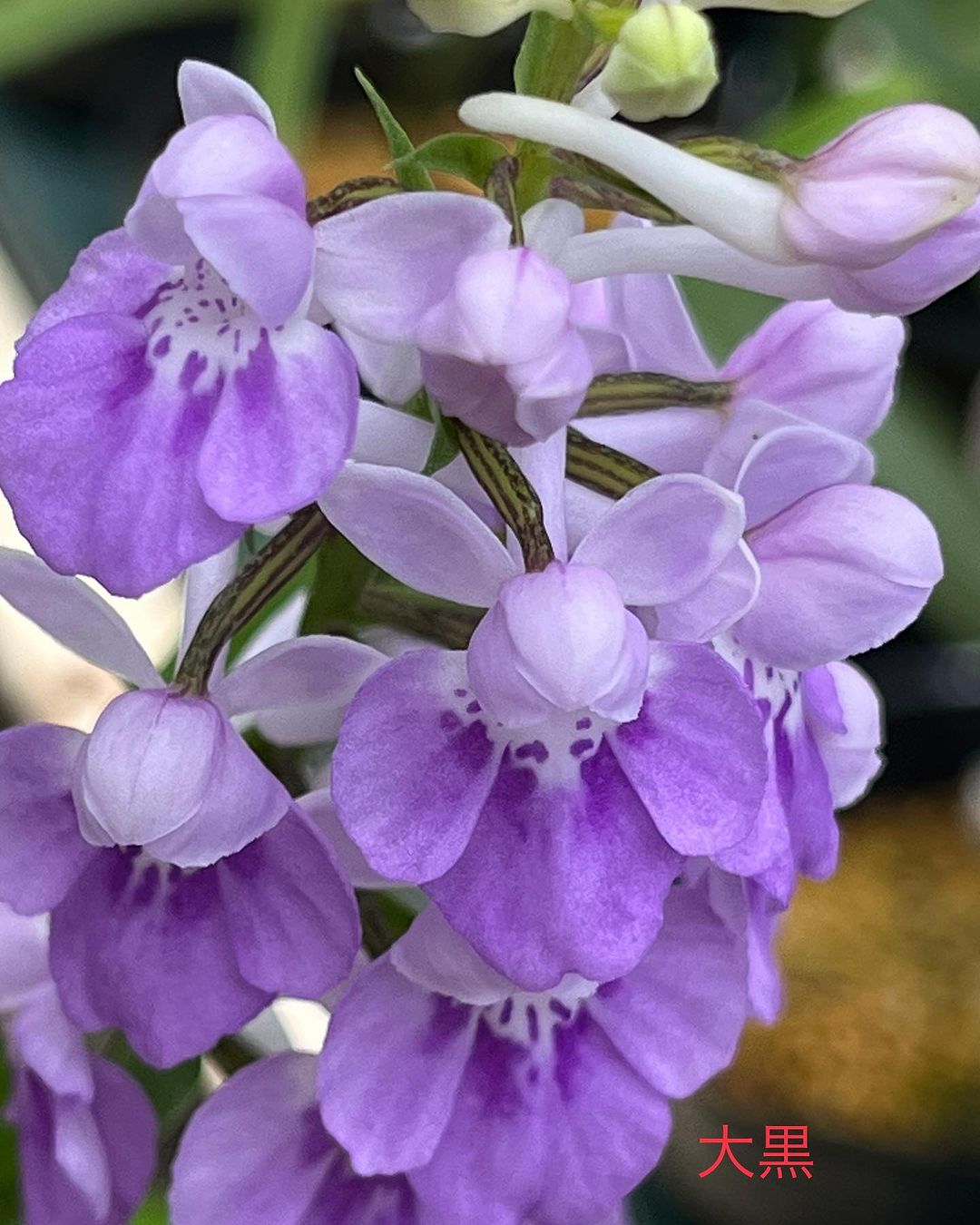 ウチョウラン　大黒