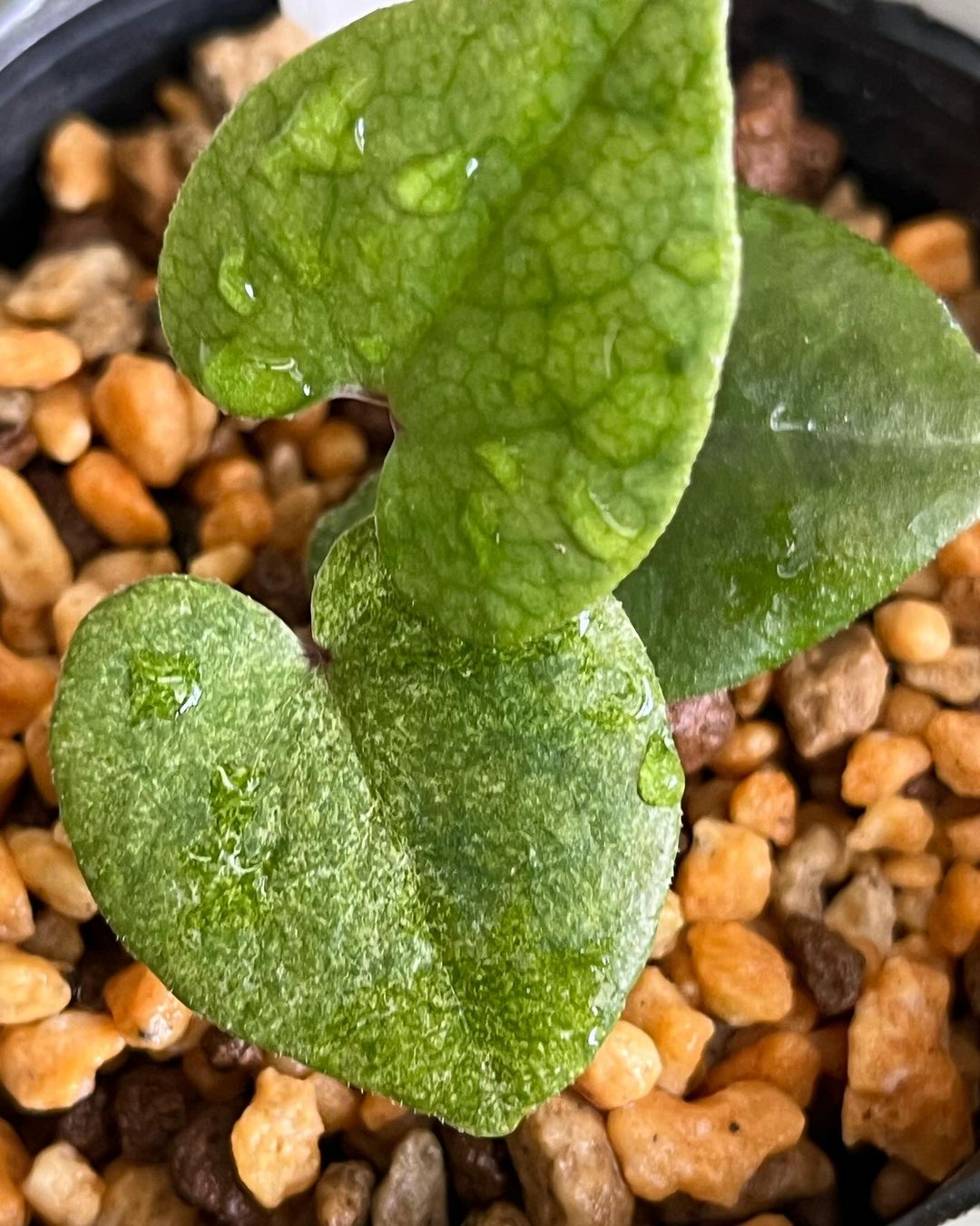 コウヤカンアオイの散り斑