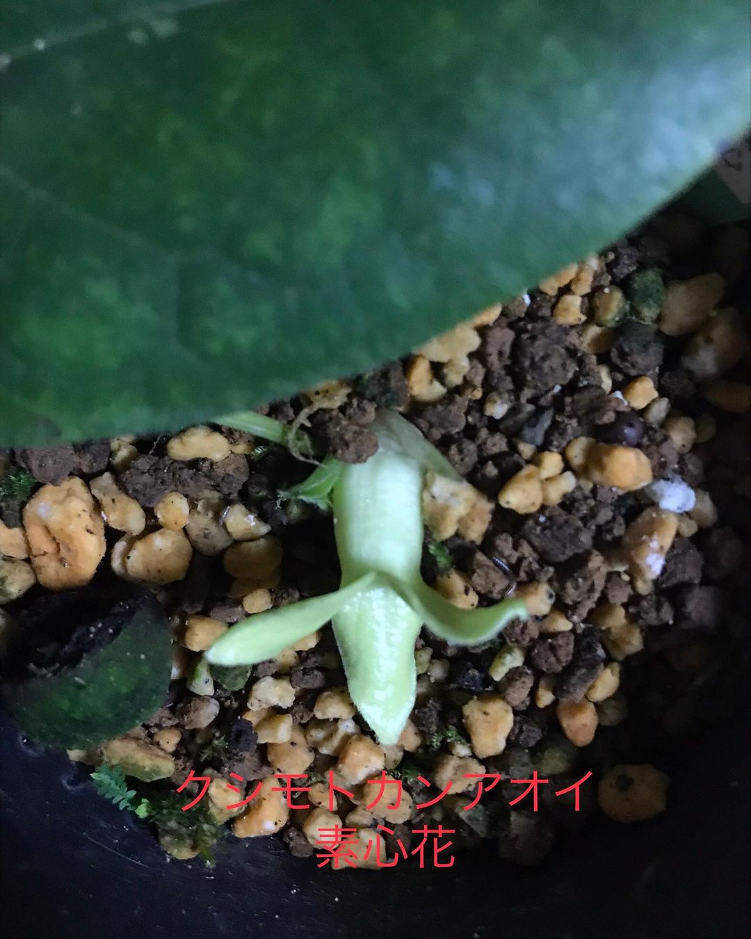 クシモトカンアオイ 素心花