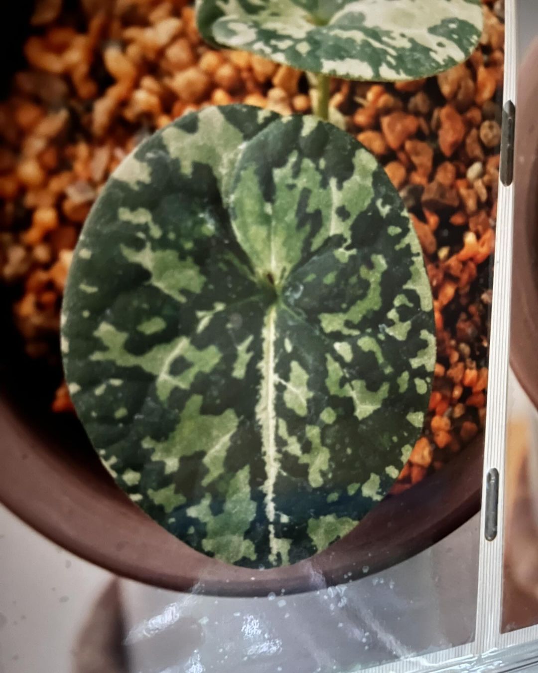 細辛『雲龍滝』