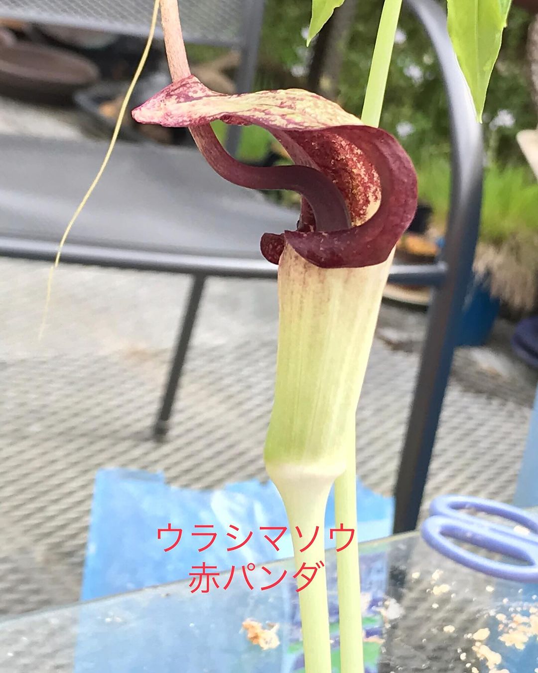 ウラシマソウ　赤パンダ