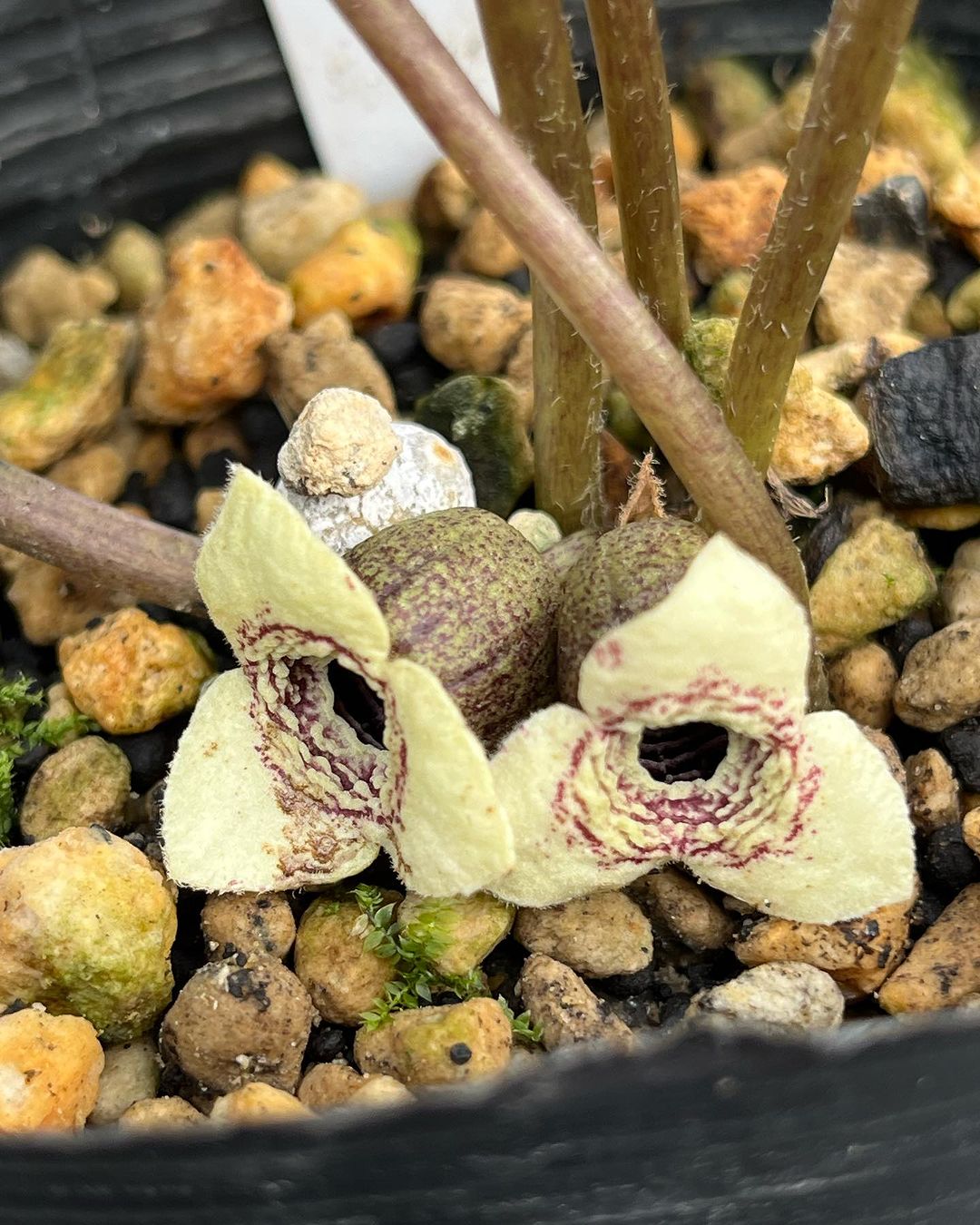 タニムラカンアオイ　並花