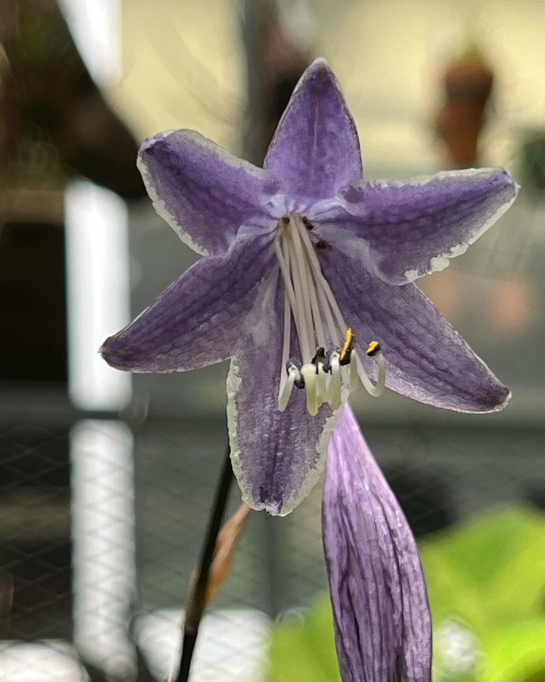 高知県赤石町産の四国ギボウシ