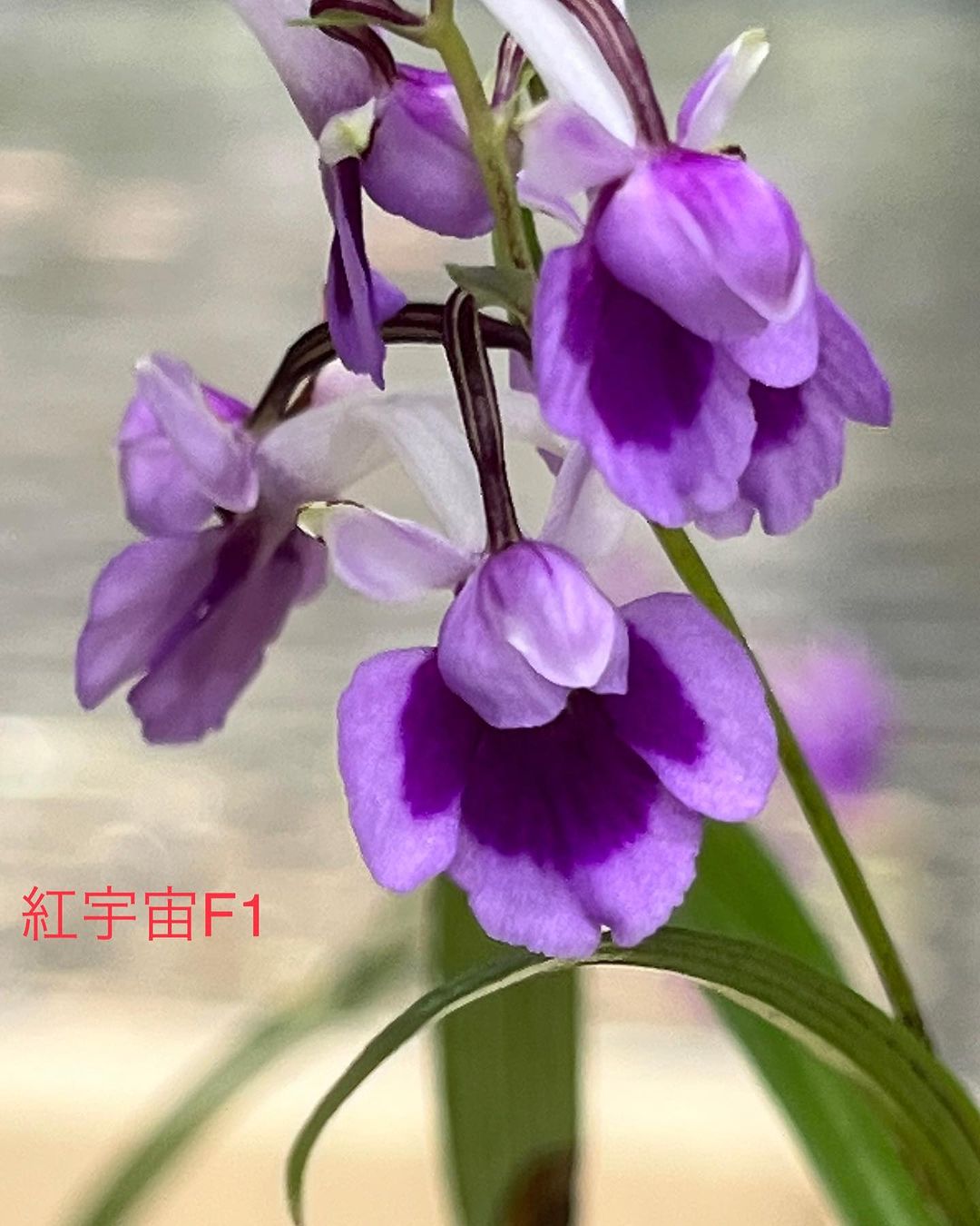 ウチョウラン 紅宇宙