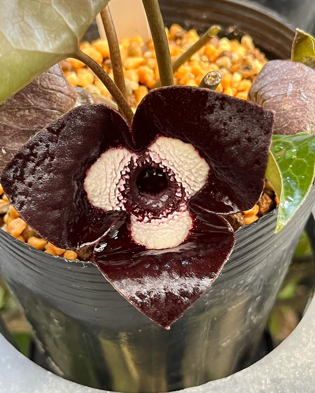 デラバイカンアオイとパンダカンアオイの交配種