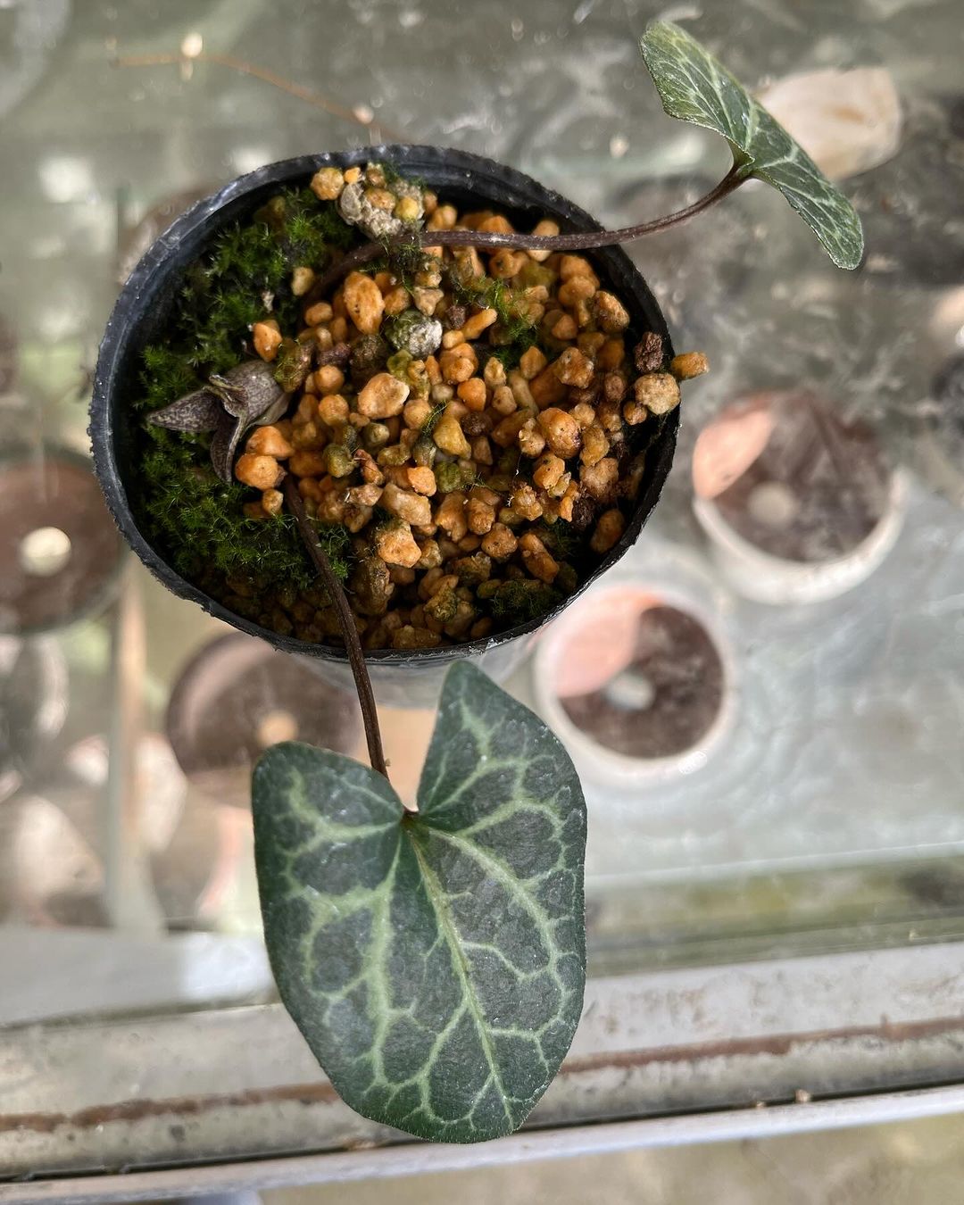 ミキサトカンアオイ亀甲葉が咲いていました。