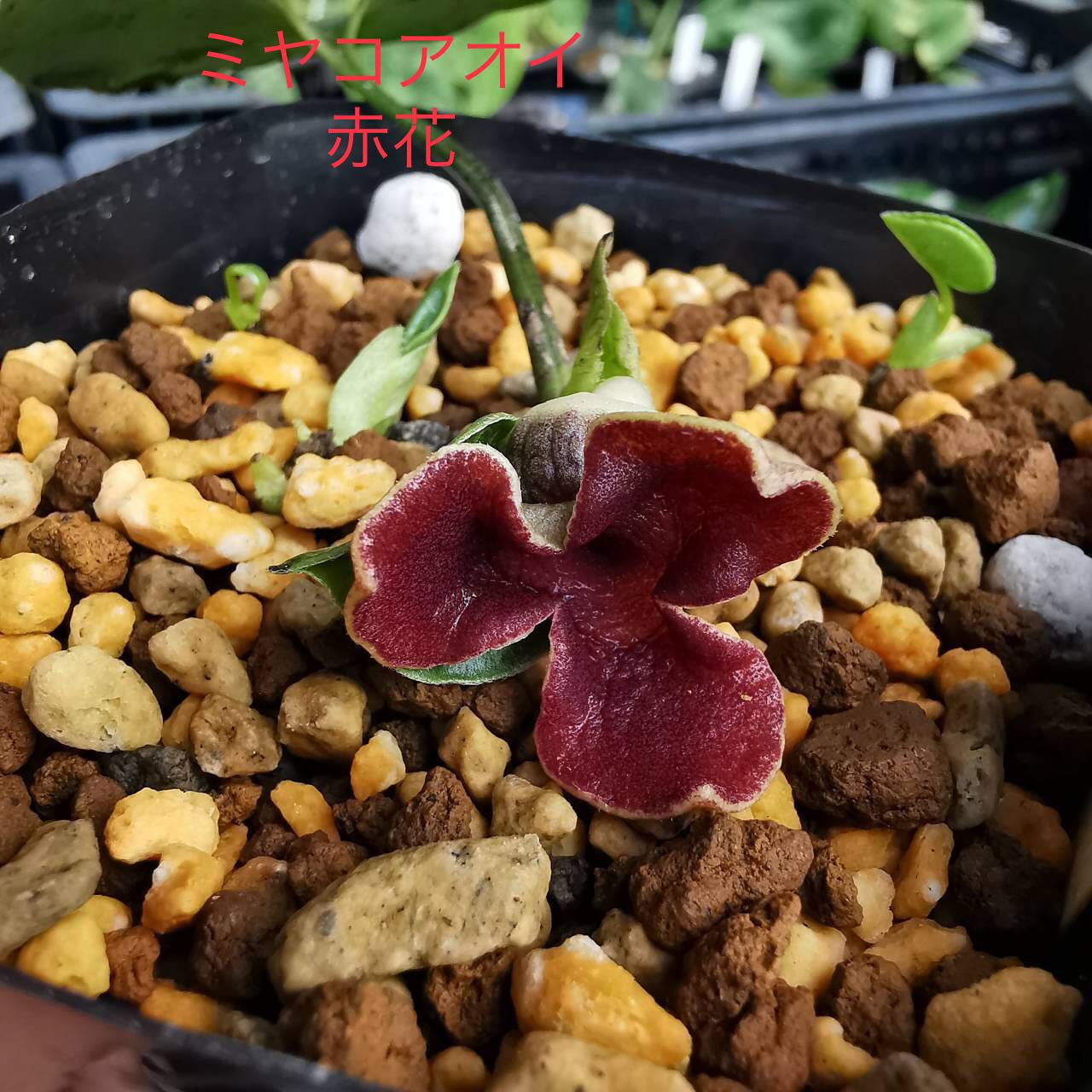 ミヤコアオイの赤花