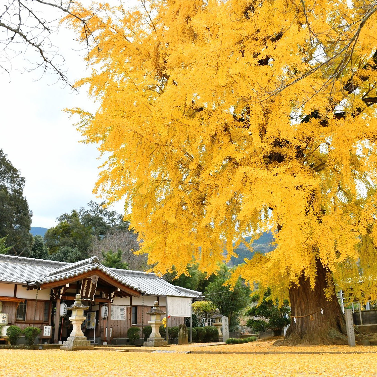 西吉野町大日川 丹生川神社 大銀杏