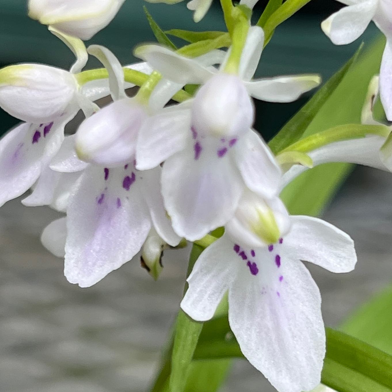 ウチョウラン 雷鳥