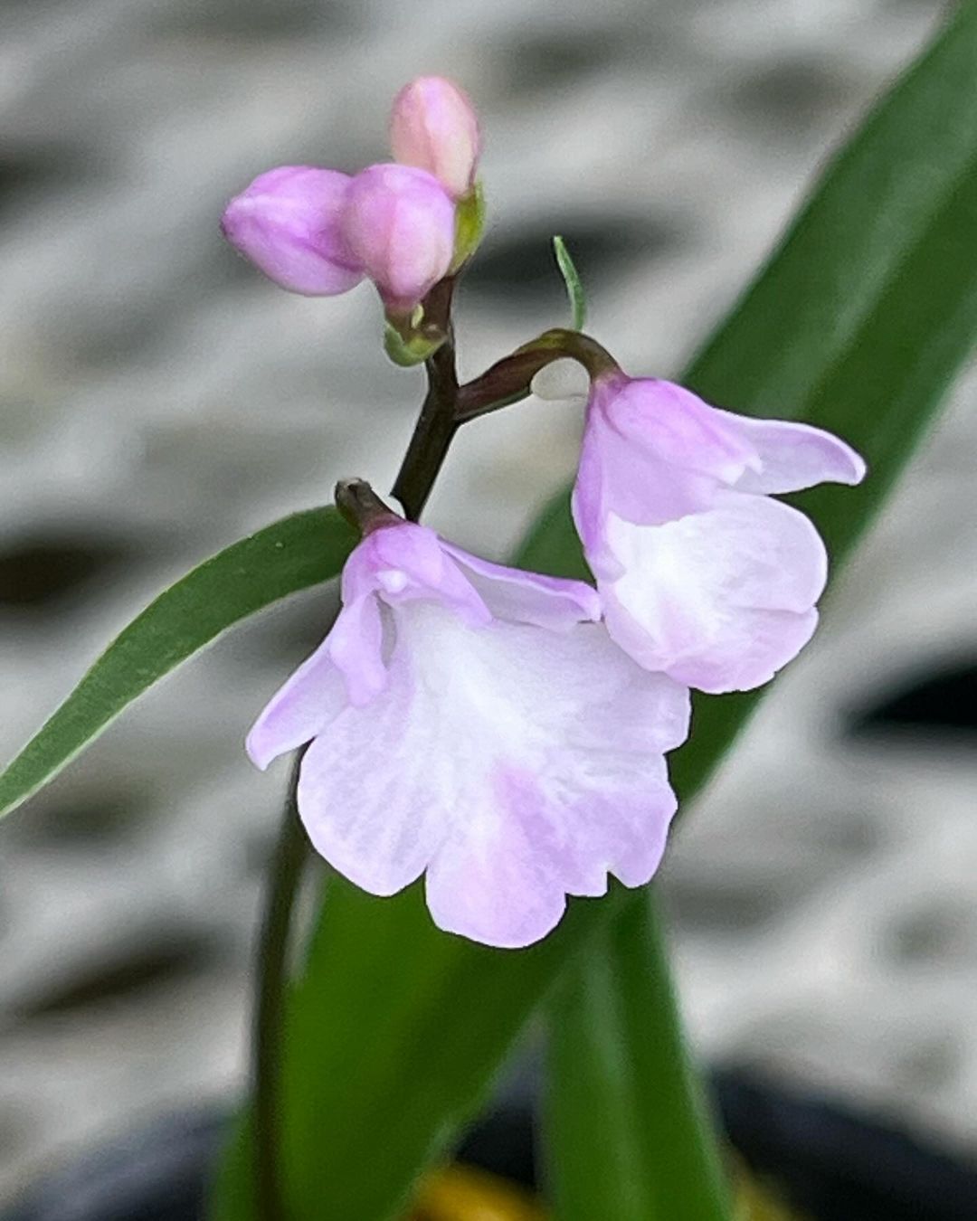 イワチドリの乙姫