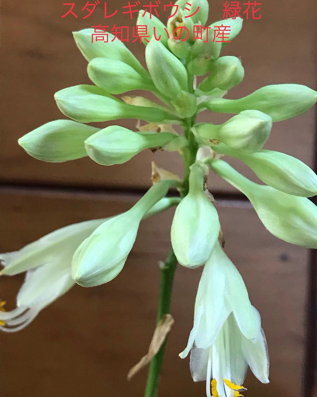 スダレギボウシ 緑花