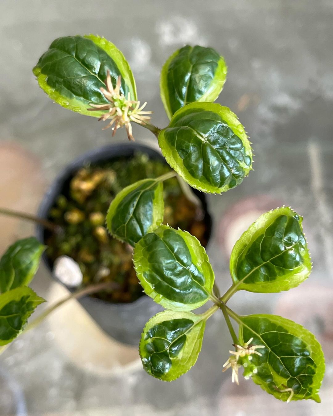 ヒトリシズカ羅紗黄覆輪葉