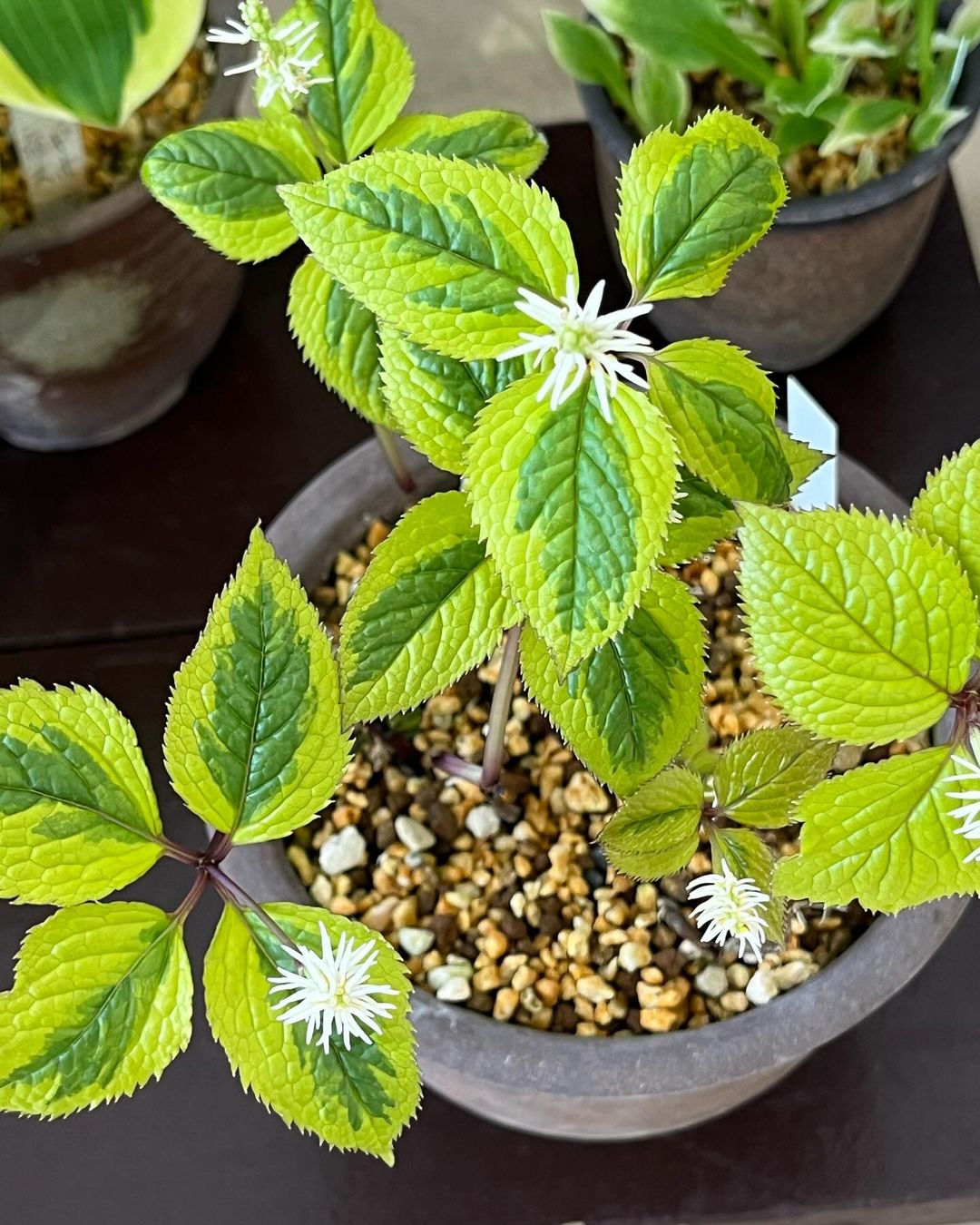 ヒトリシズカの金屏風