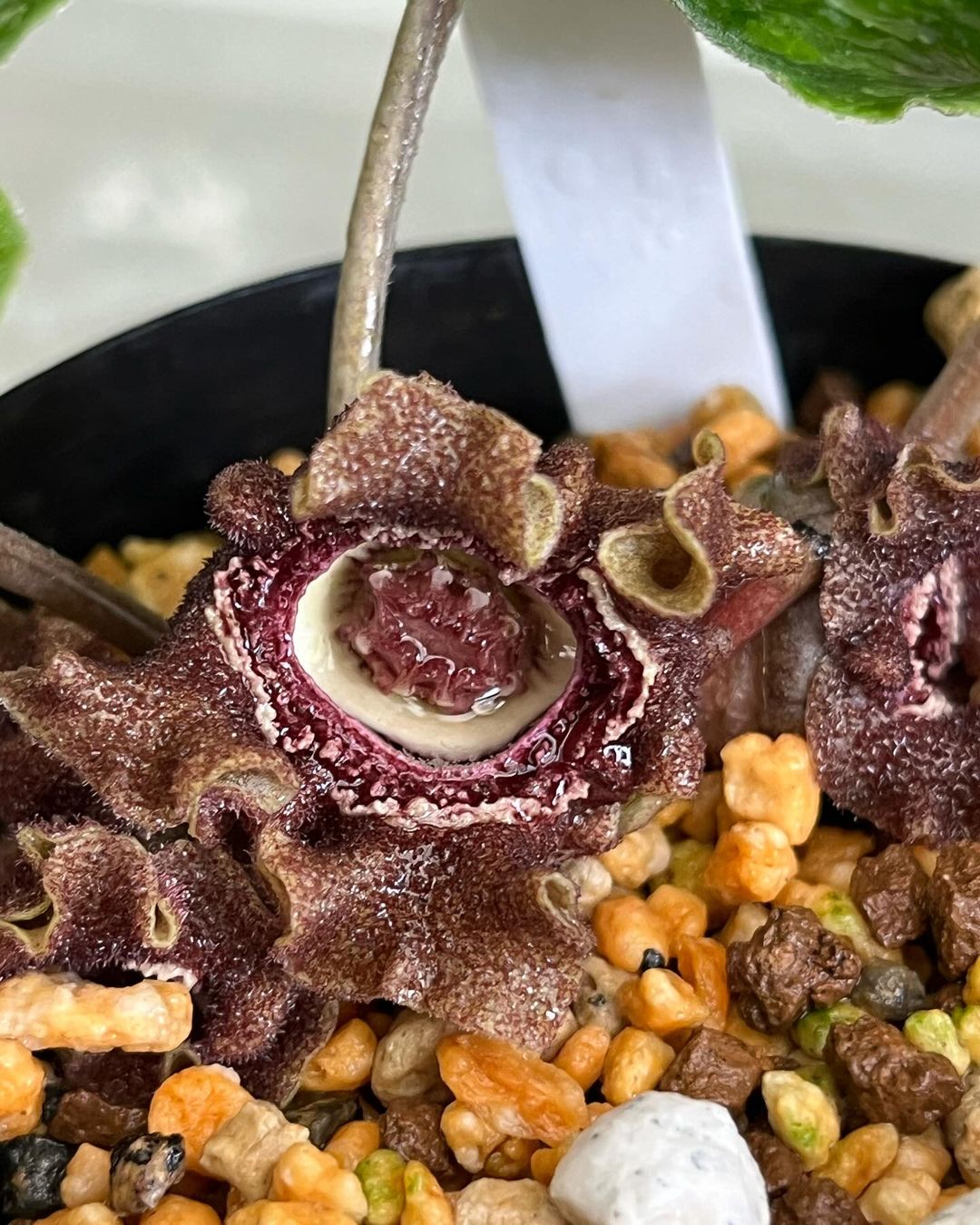 屋久島産のクワイバカンアオイ