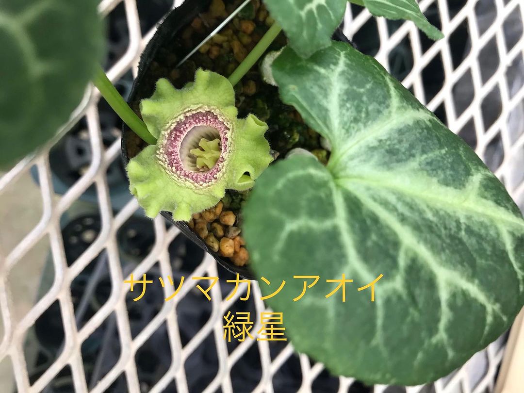 サツマカンアオイ　緑風