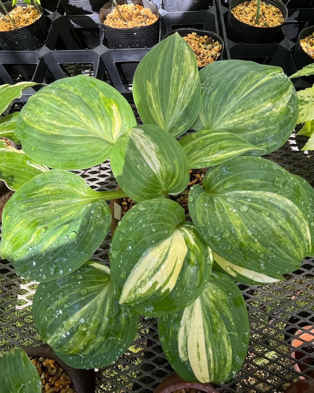 イワギボウシ秩父産？の大洞錦です