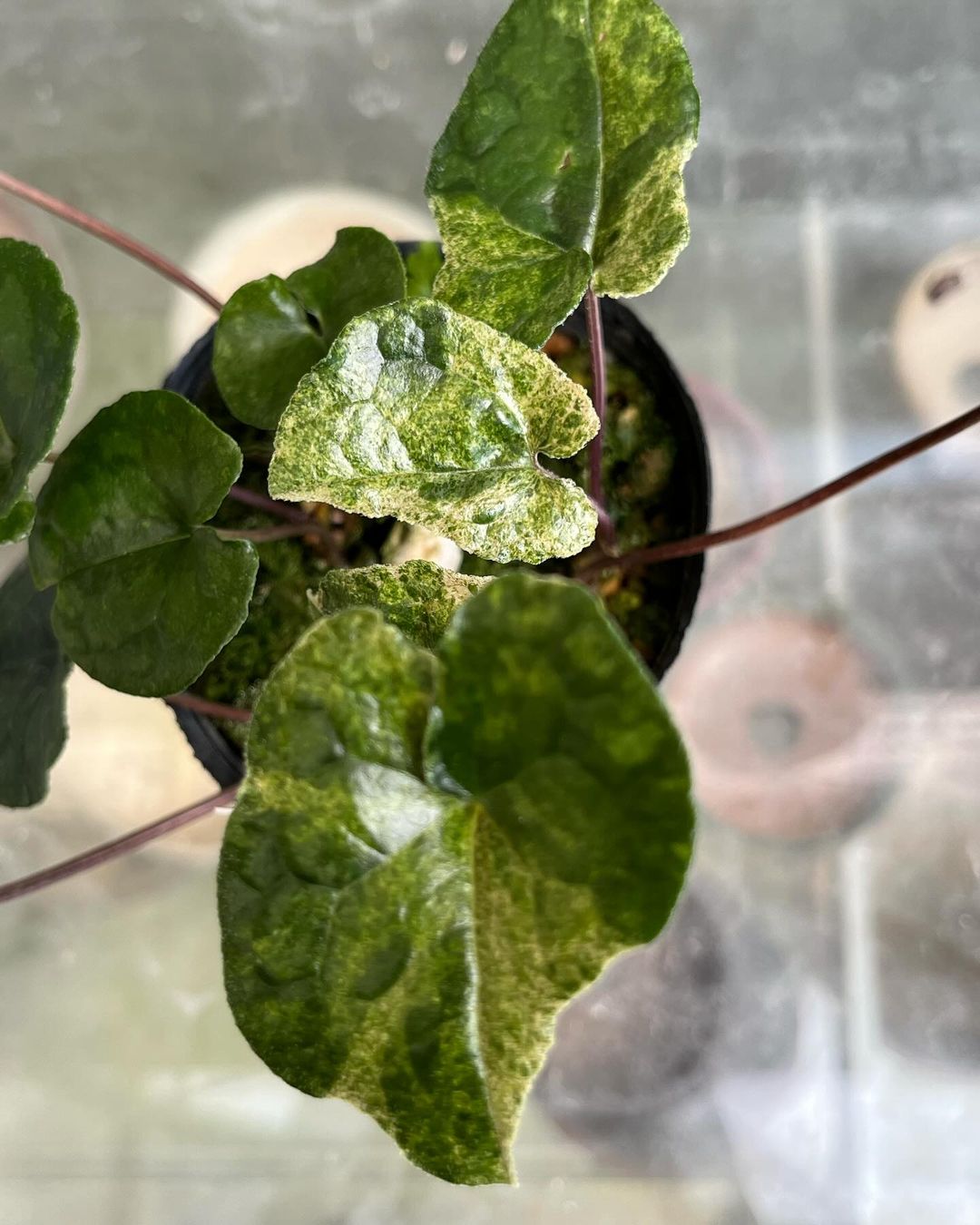 アツミカンアオイの黄散り斑