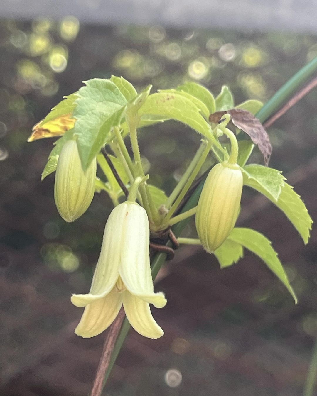 ハンショウズルの素心花