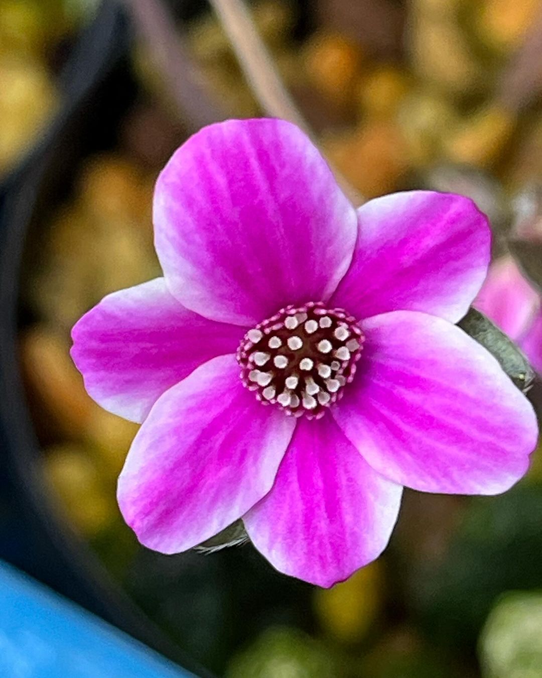 雪割草　紅寒月