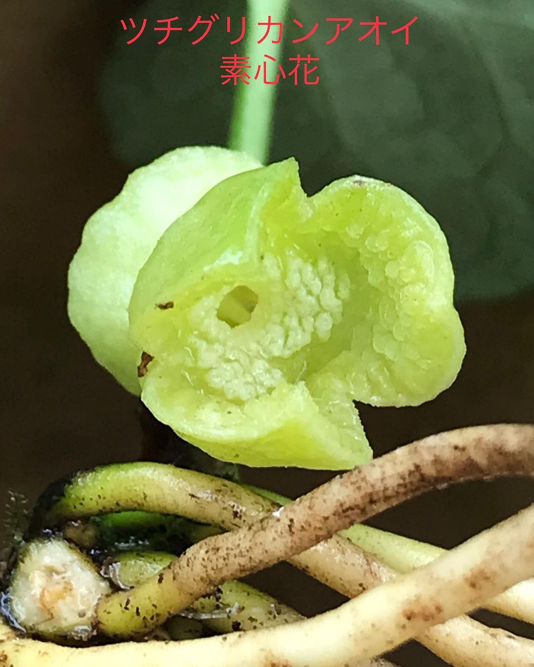 ツチグリカンアオイ 素心花