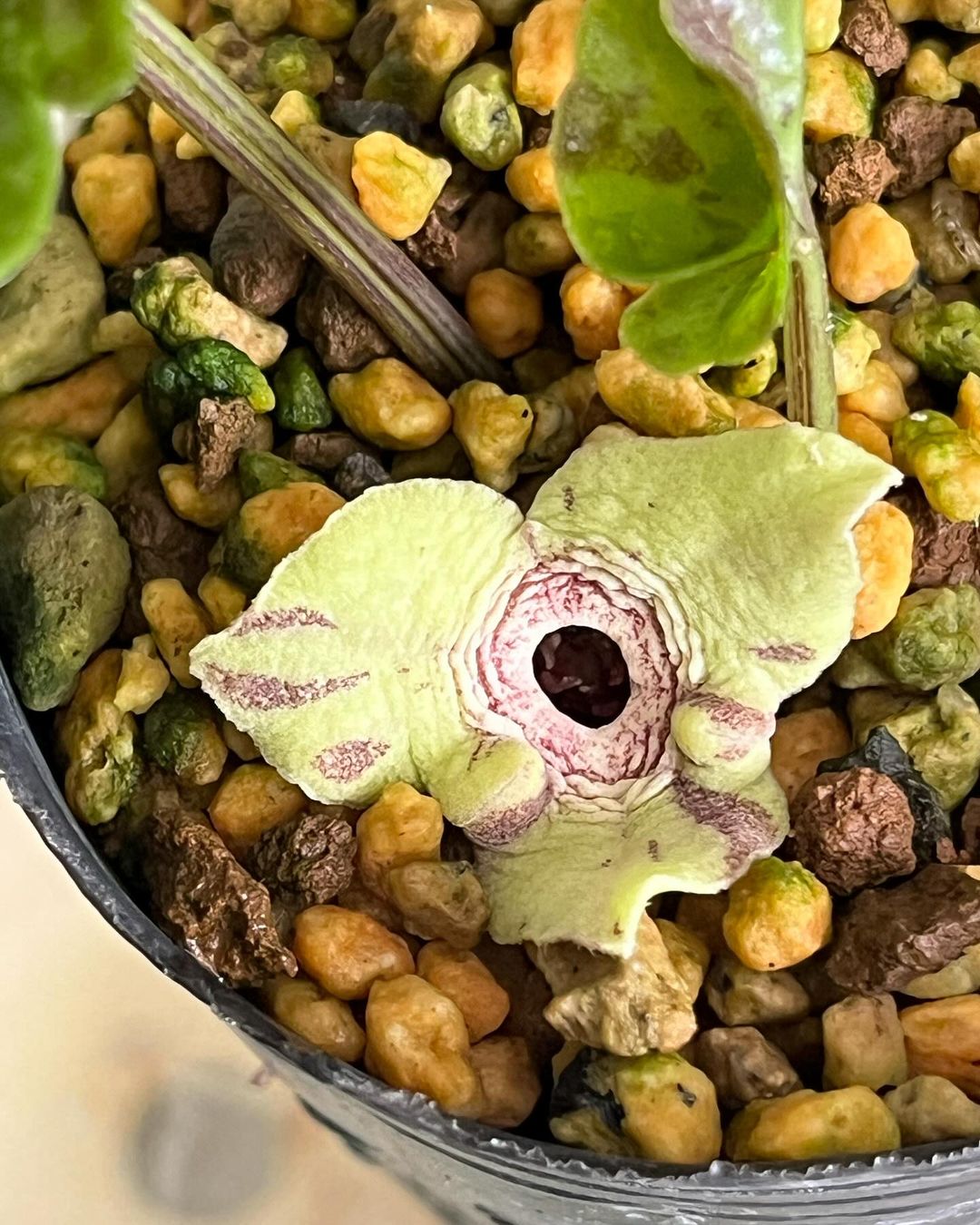 マルミカンアオイ縞花の旭