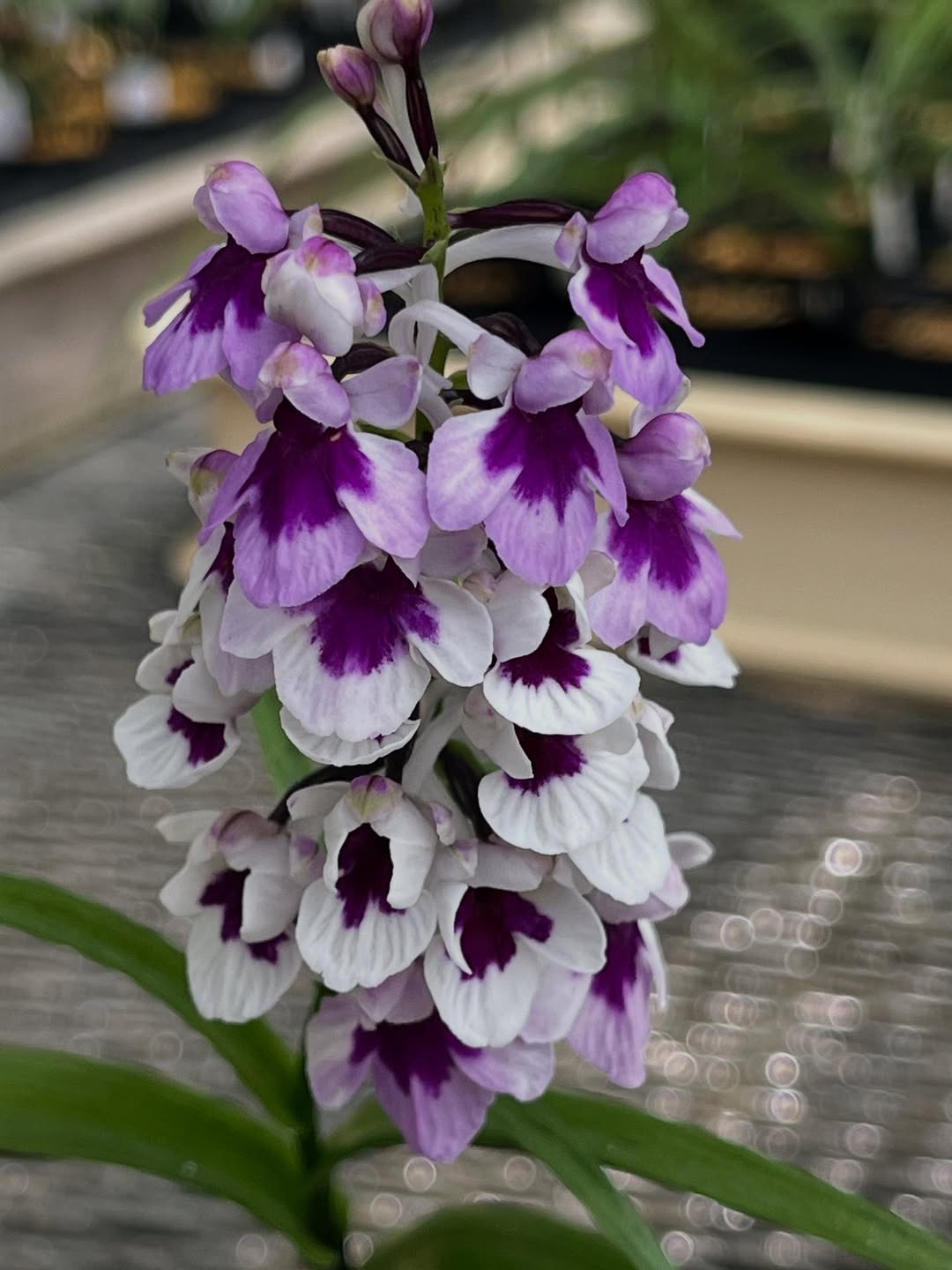 ウチョウラン『花王』