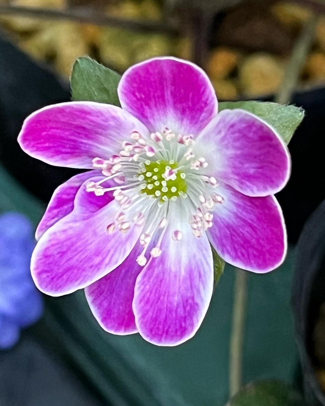 今年最後の雪割草の『吉祥天』です。