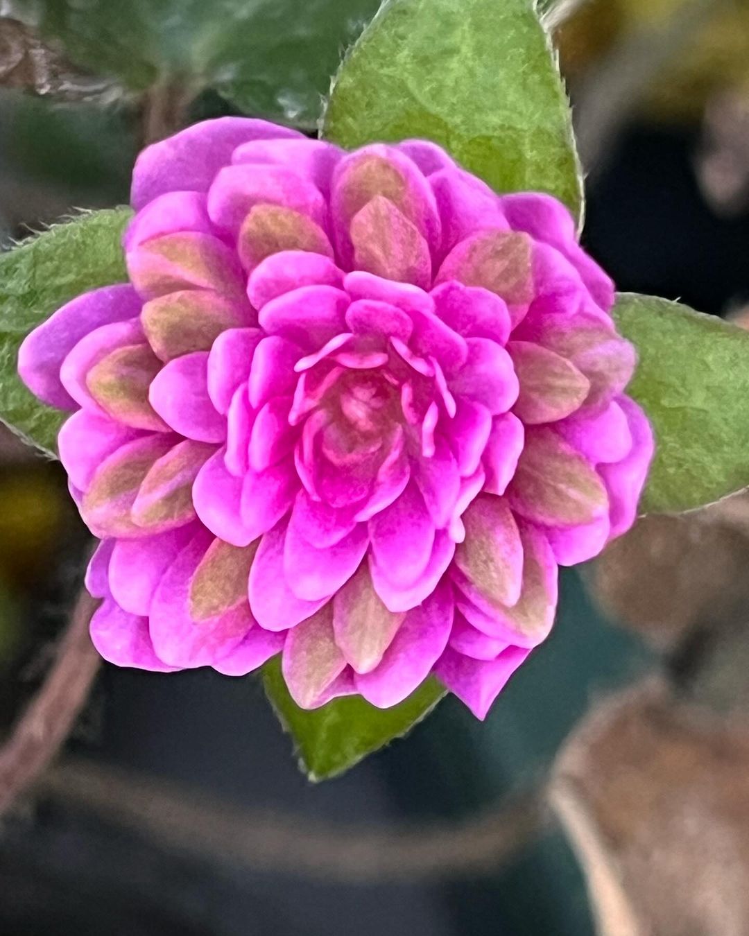 雪割草　千佳　複色千重咲