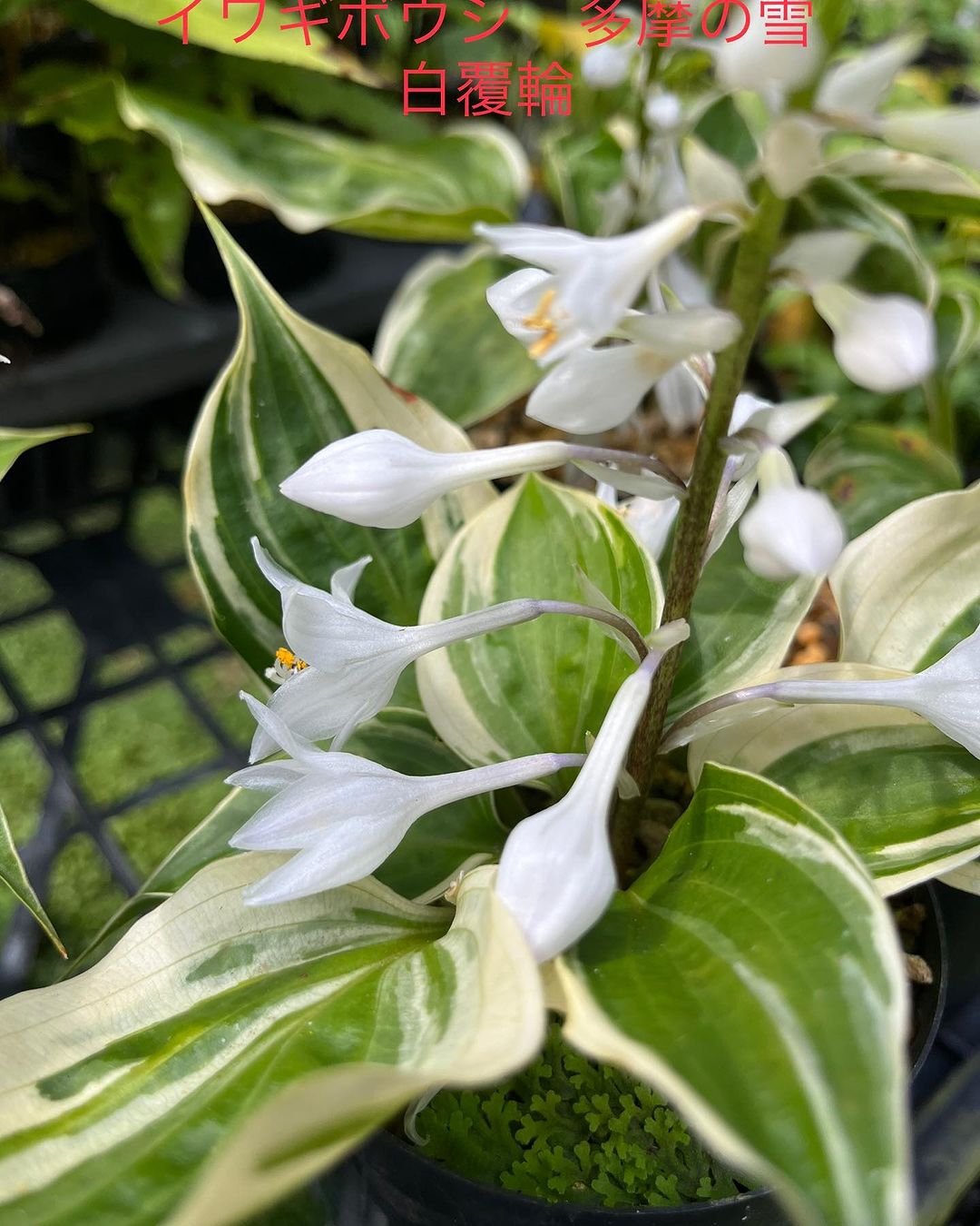 イワギボウシ　多摩の雪　白覆輪葉