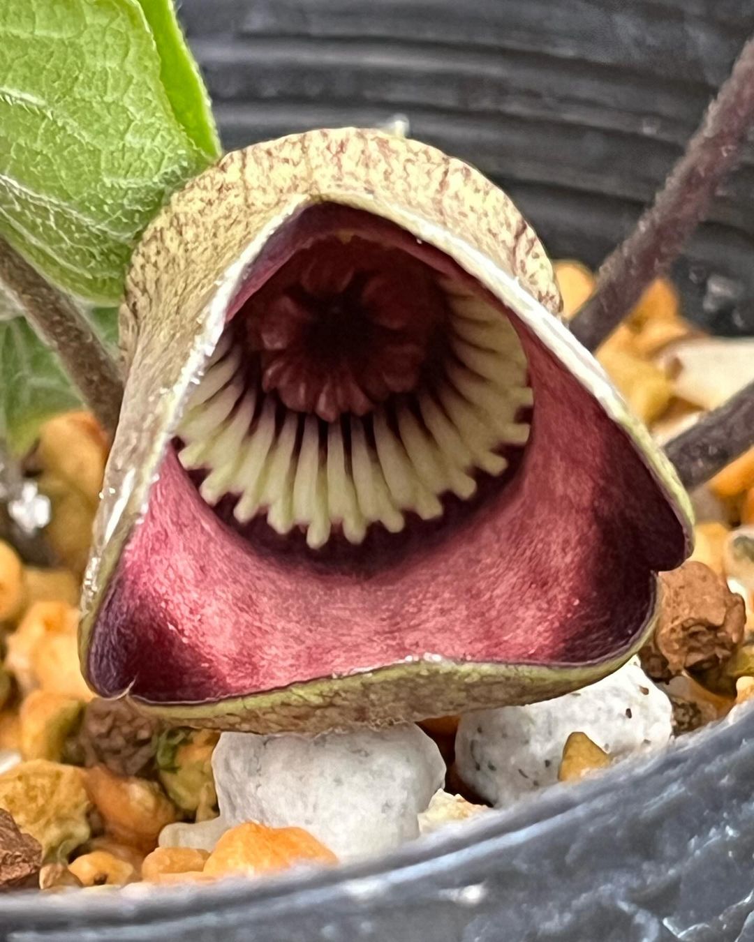 キウイカンアオイの赤花