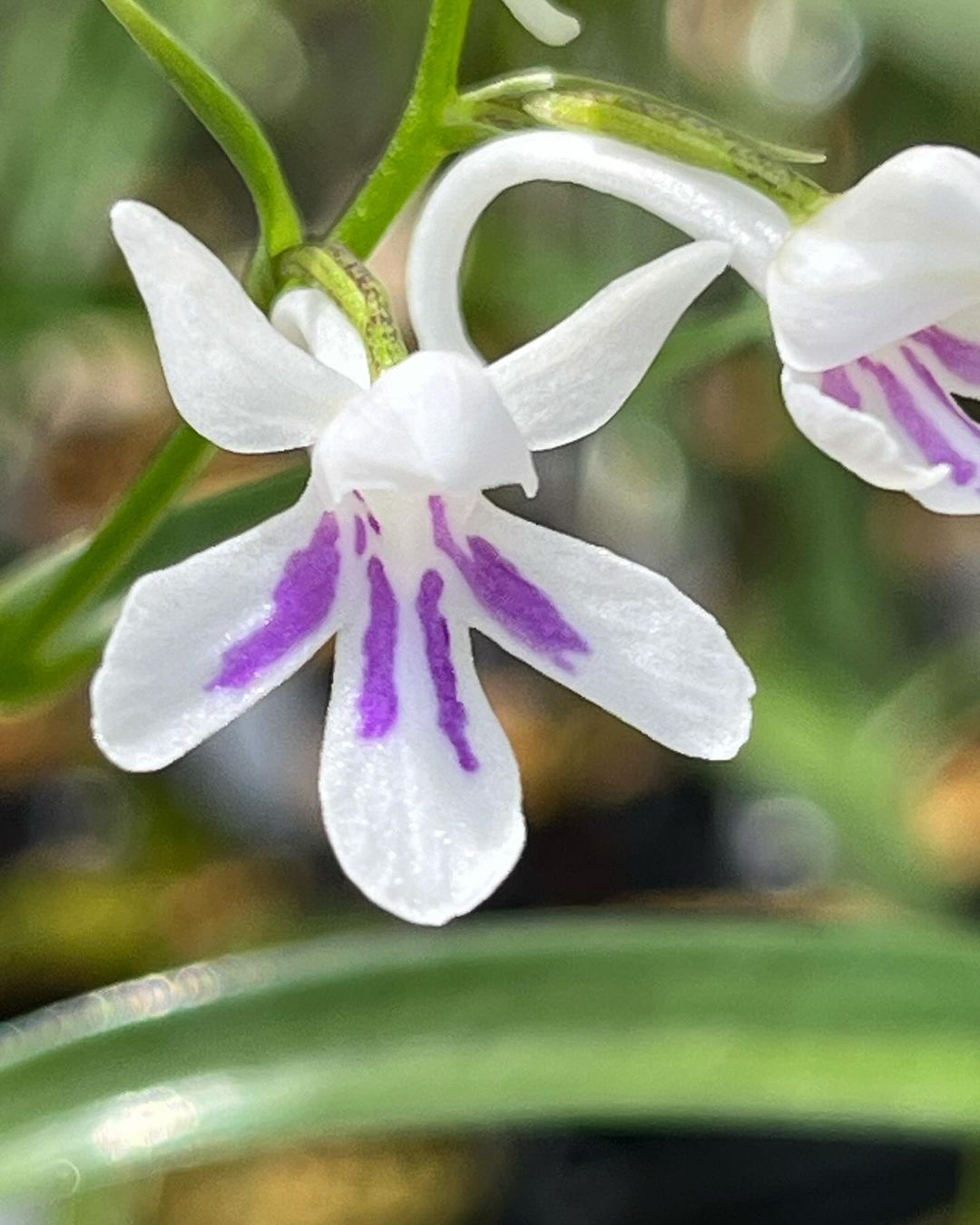 ウチョウランの『袋田』