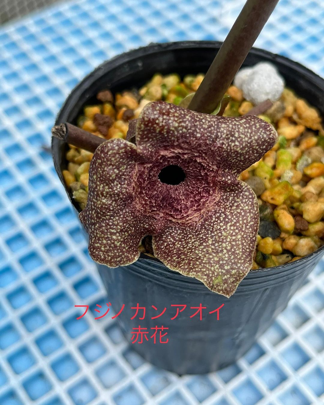 フジノカンアオイ