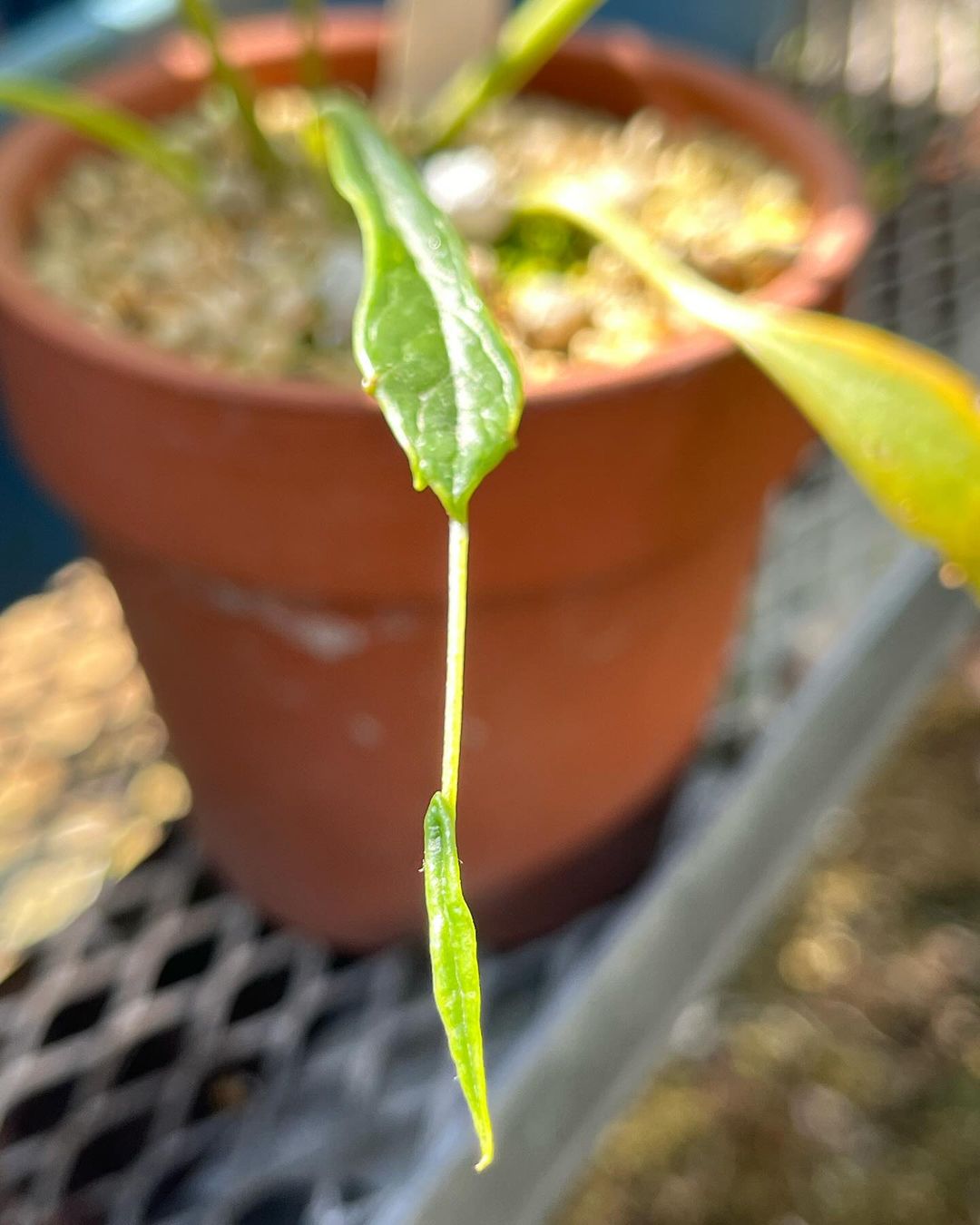 ツワブキの『国頭の細葉』