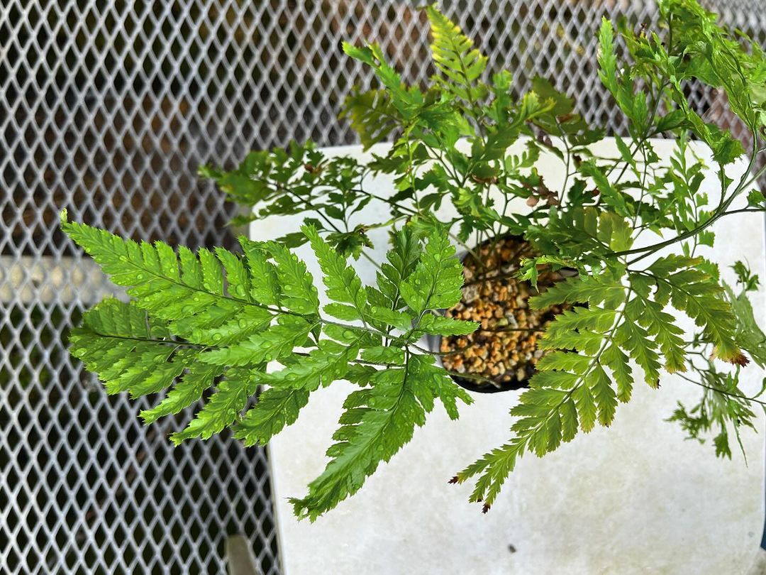 ミドリカナワラビ　獅子葉