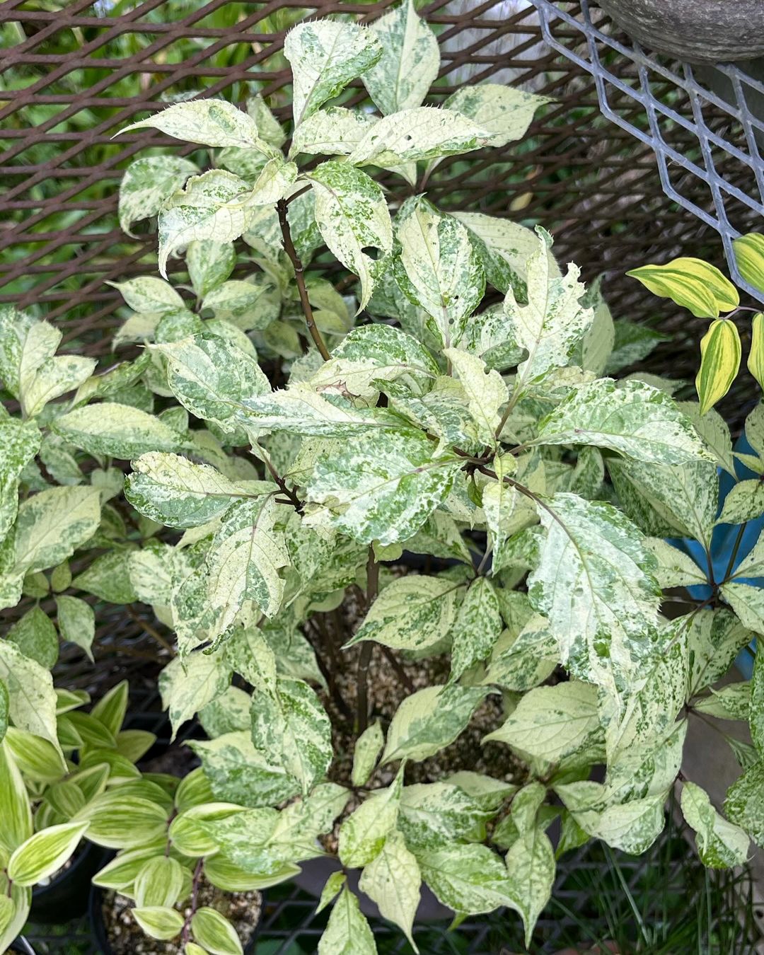 ハナイカダです。散り斑で良いのでしょうか？