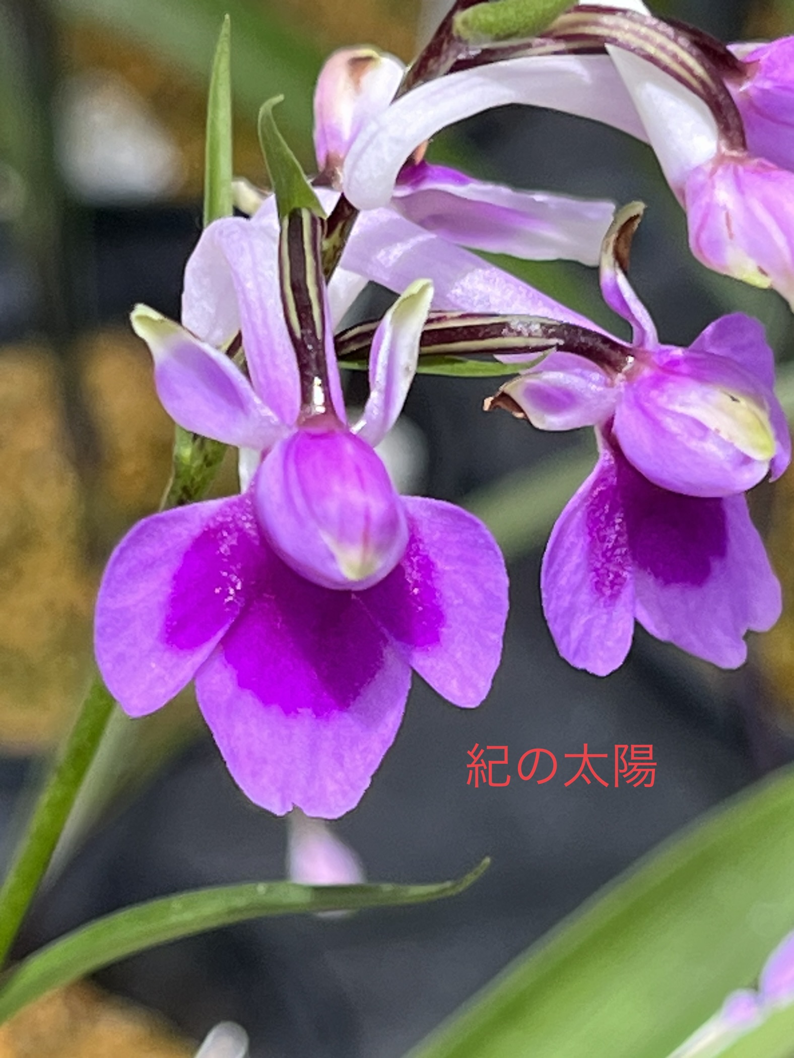 紀州産 ウチョウラン