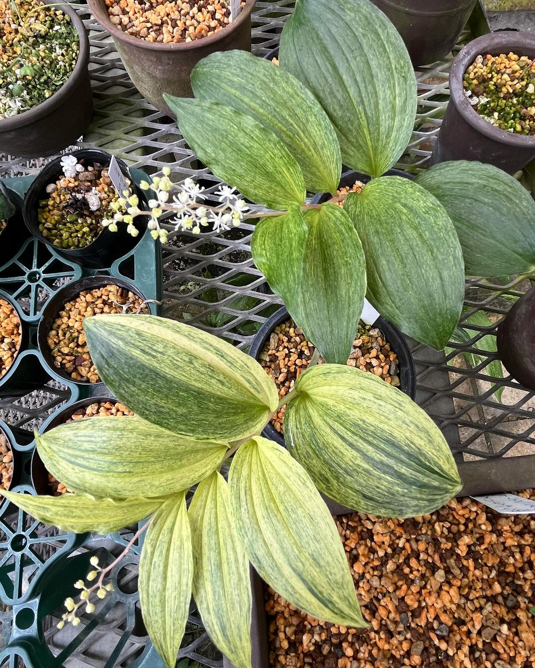 ユキザサの散り斑