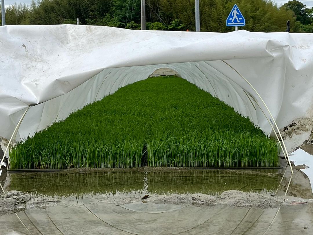 稲（秋田小町）の苗