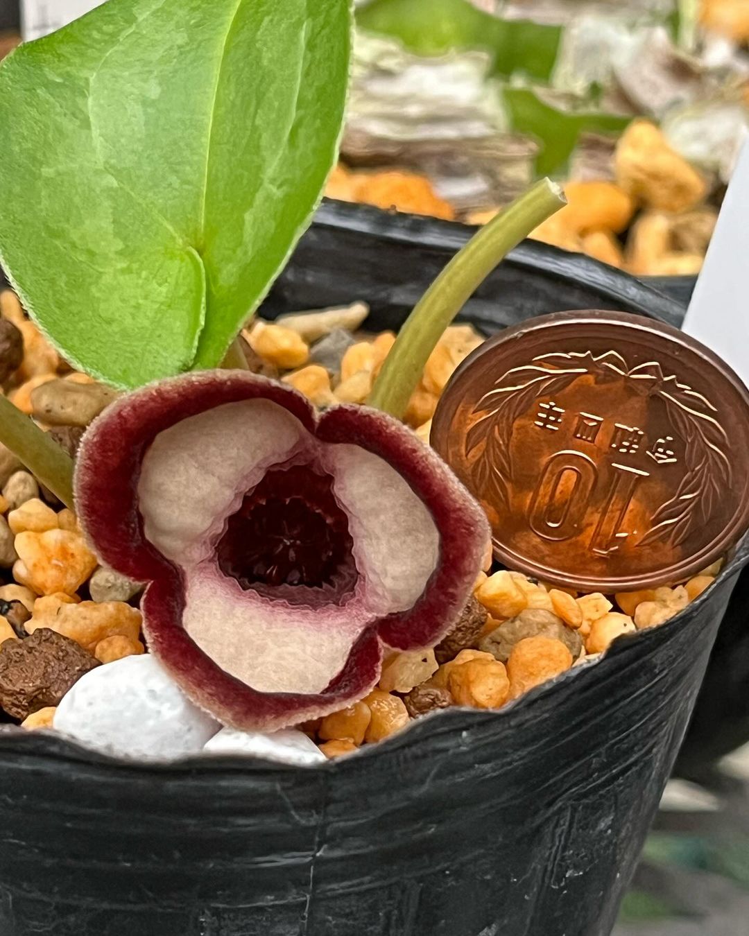 昔々のパンダカンアオイの小天狗です