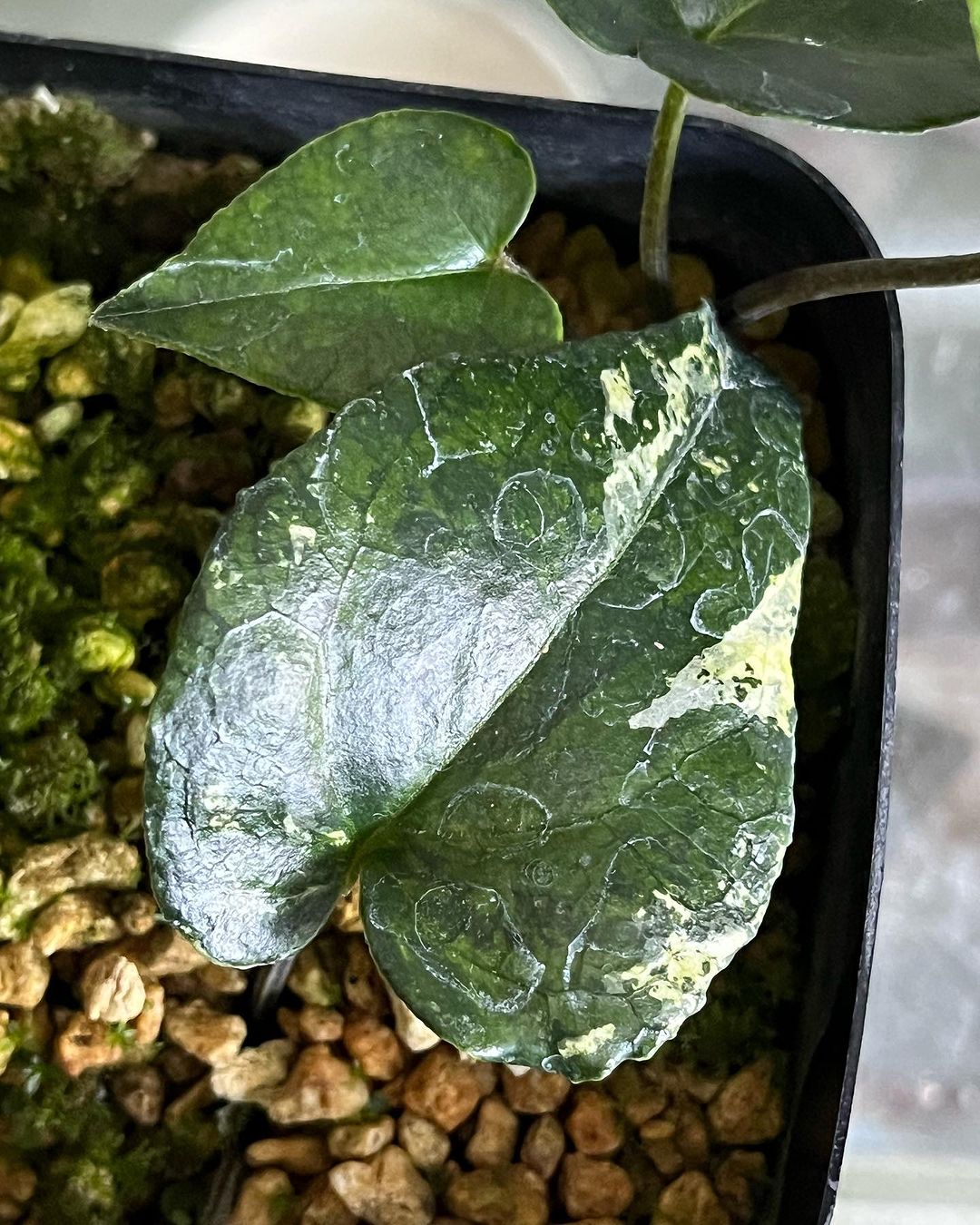 クワイバカンアオイ 金砂