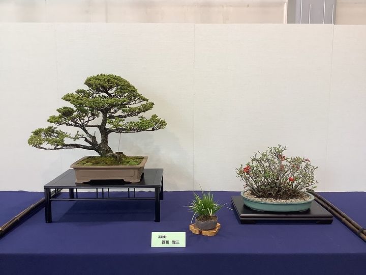 飛鳥盆栽倶楽部にお邪魔しました