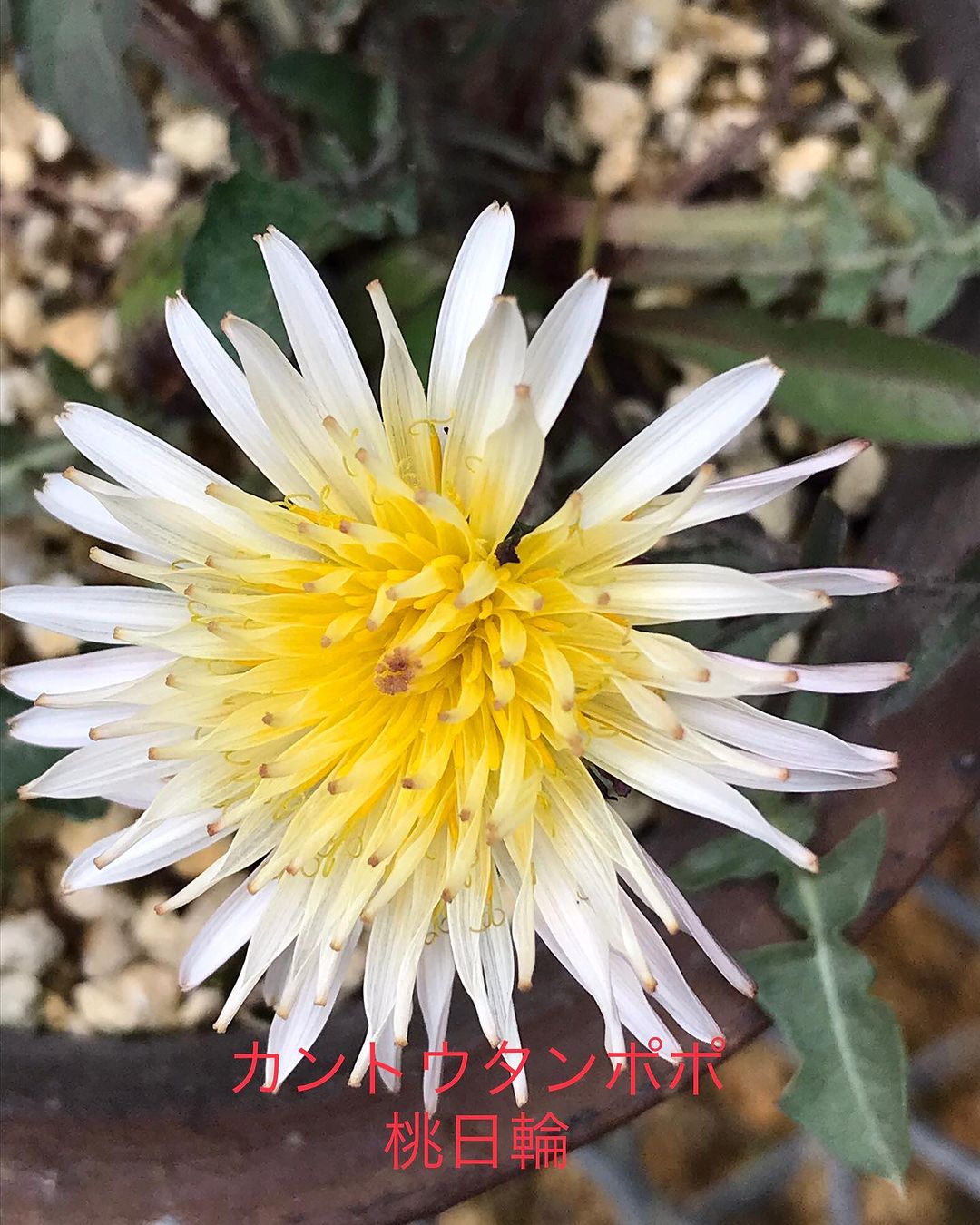 カントウタンポポ 桃日輪